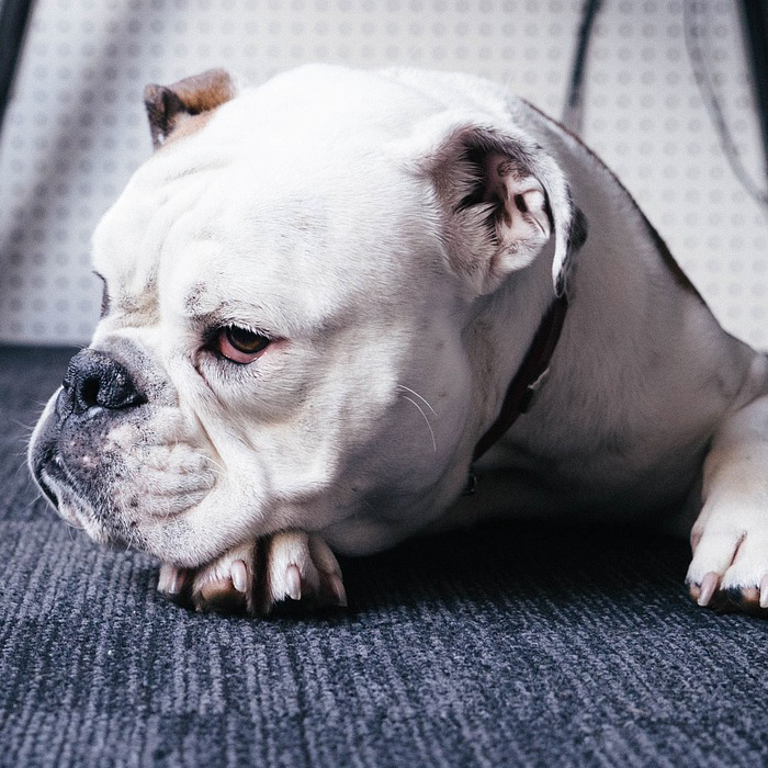 Hond